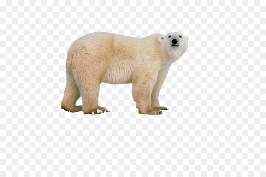 Oso Polar，Oso PNG