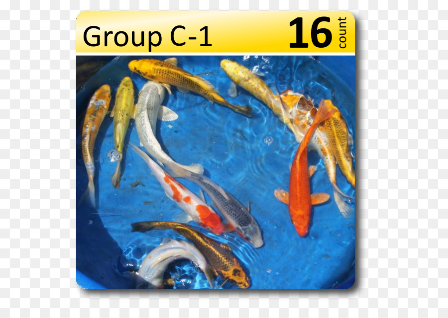 Koi，Biología PNG