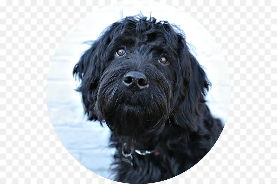 Perro Negro，Mascota PNG