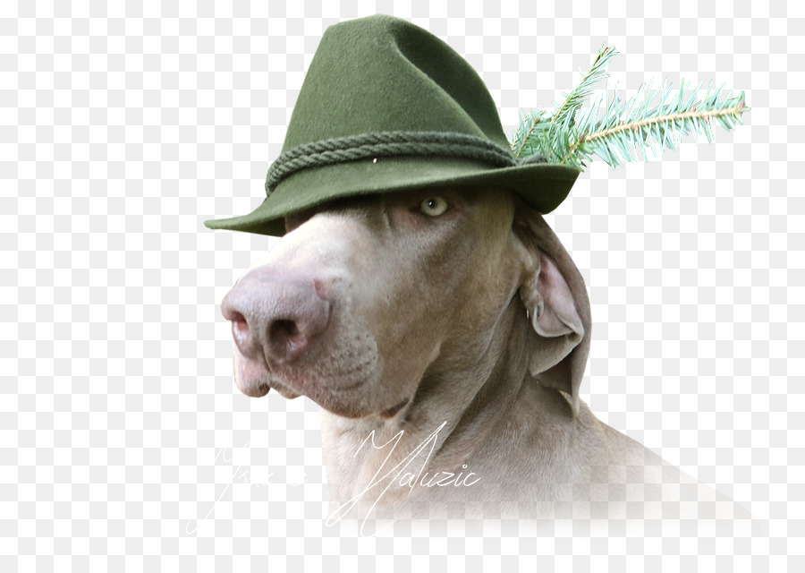 Weimaraner，Sombrero Para El Sol PNG