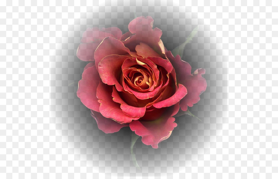 Rosa，Pétalos PNG