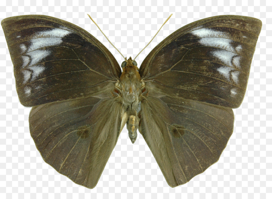 Mariposa，Pieridae PNG