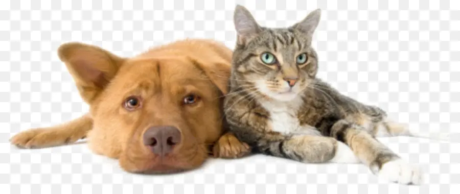 Perro Y Gato，Perro PNG