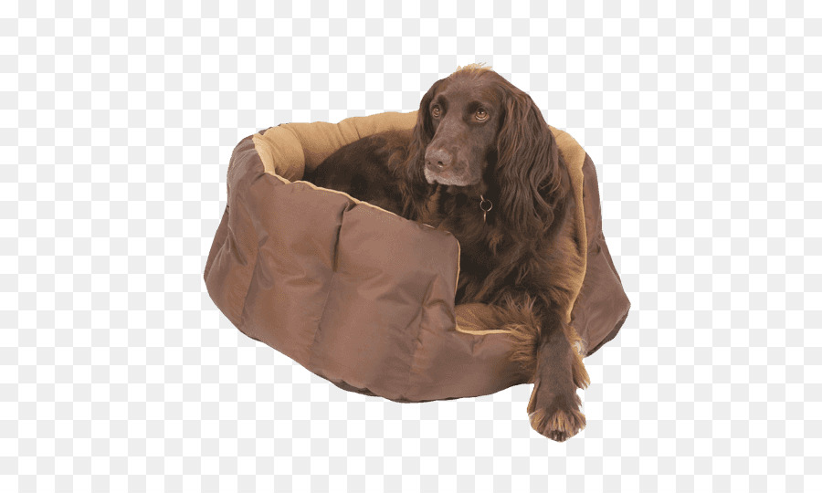 Boykin Spaniel，Cocker Spaniel Inglés PNG