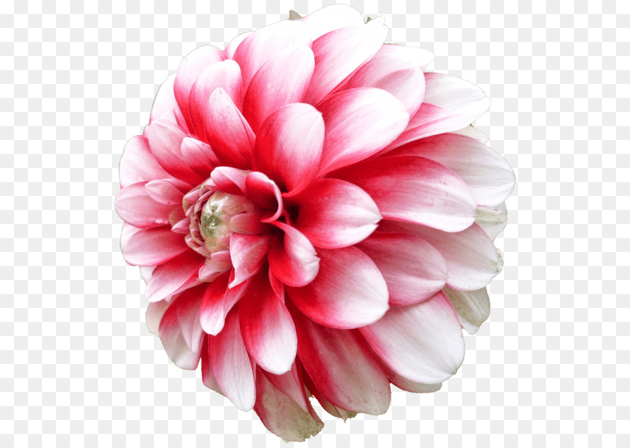 Dalia，Flor PNG