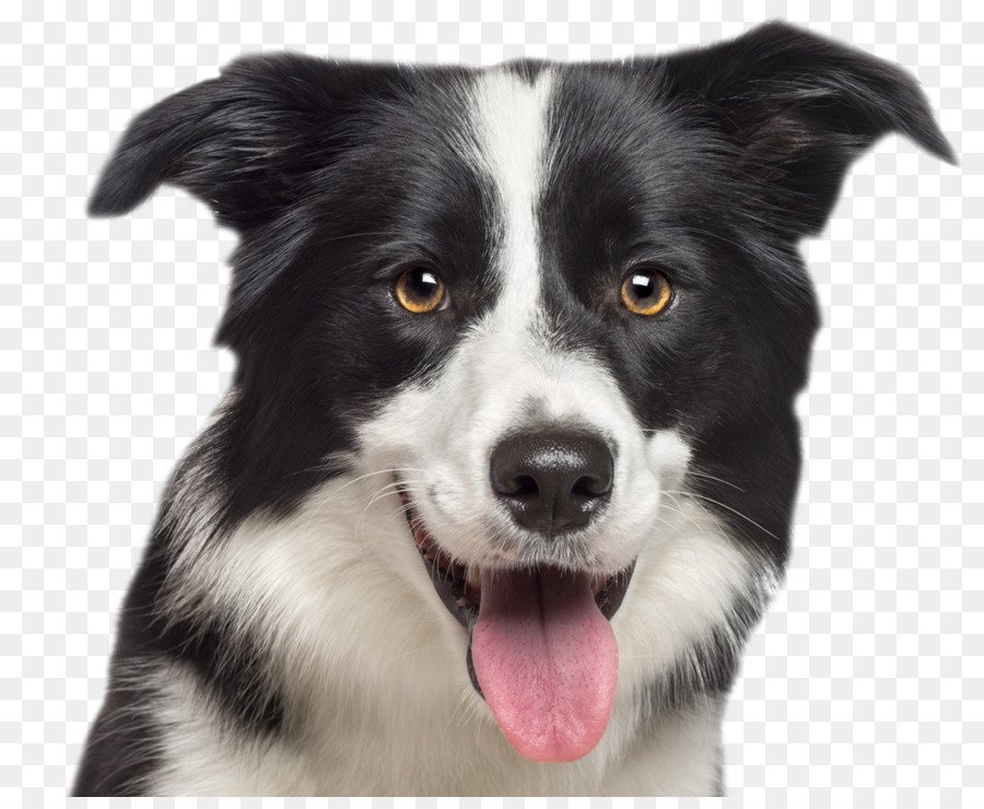 Border Collie，Collie áspero PNG