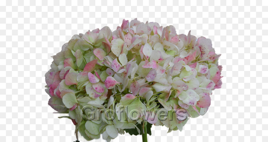 Oakleaf Hortensia，Hortensia Francesa PNG