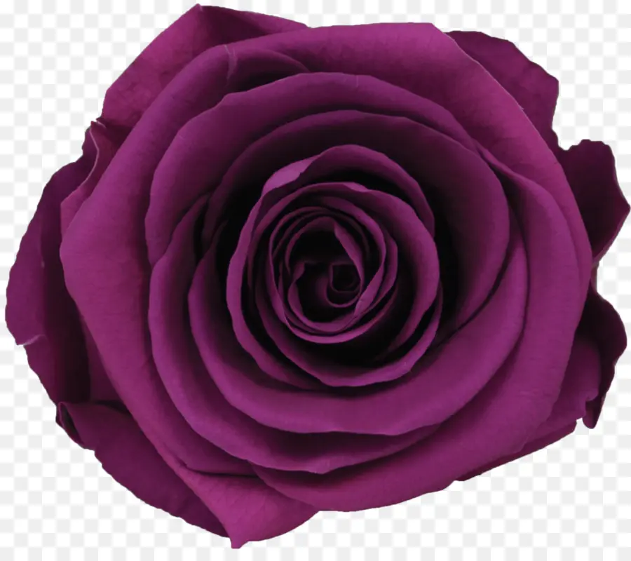 Rosa Morada，Florecer PNG