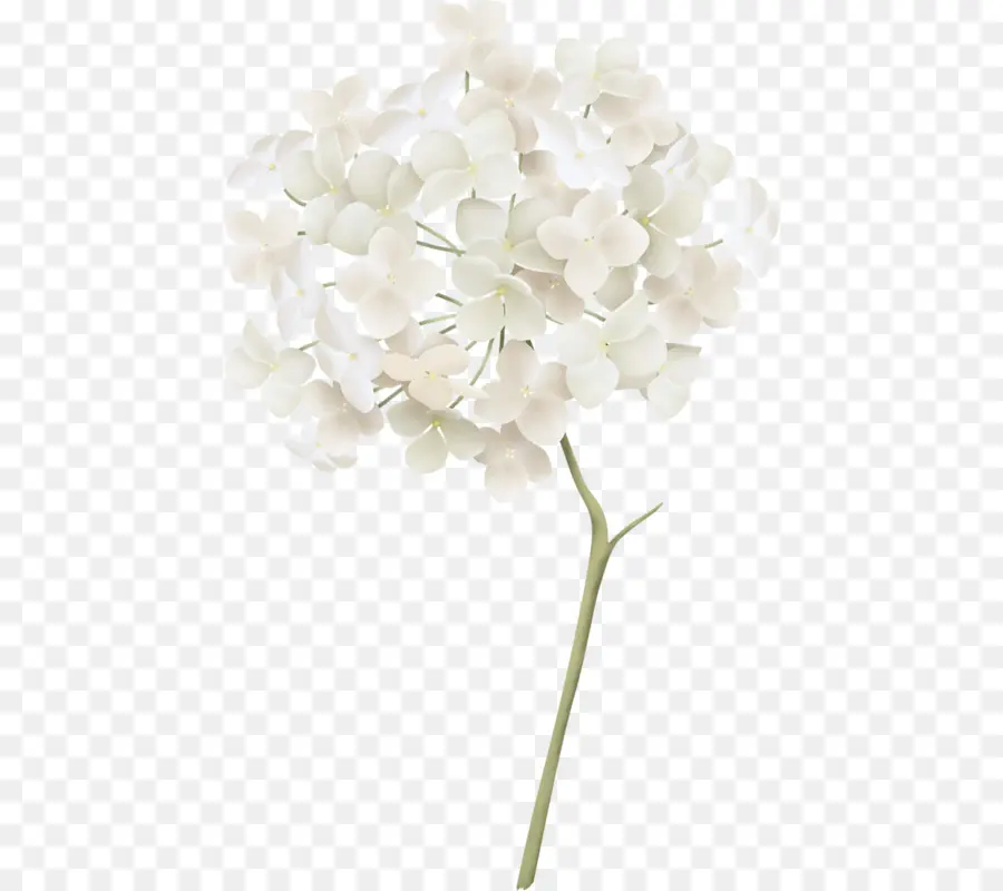 Blanco，Hortensia Francesa PNG