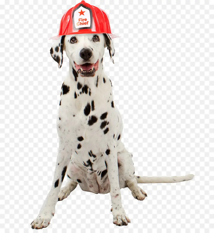 Perro Dálmata，Sombrero De Jefe De Bomberos PNG