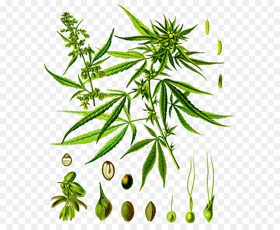 Cannabis Sativa，Canabis PNG