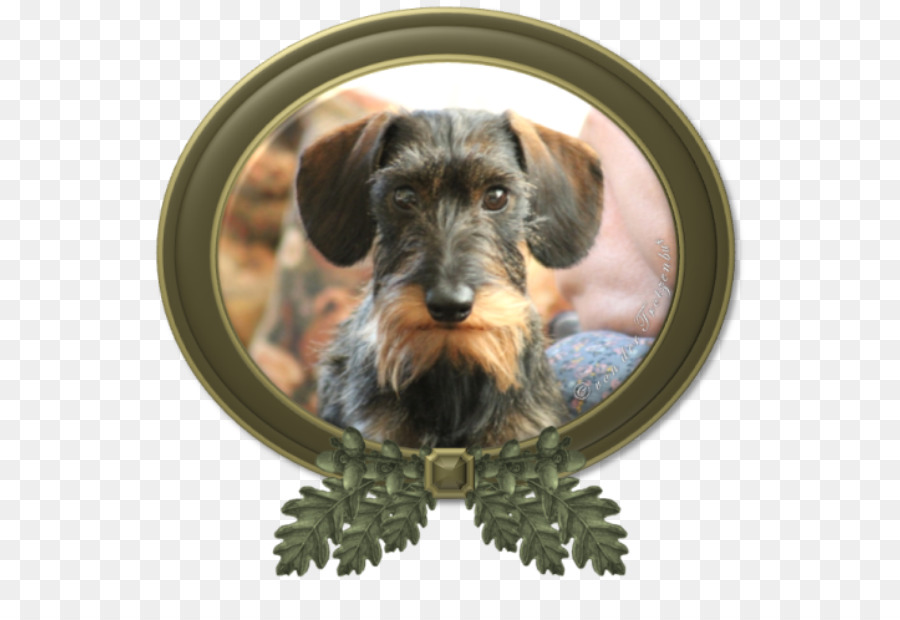 Schnauzer Miniatura，Perro Del Techo PNG