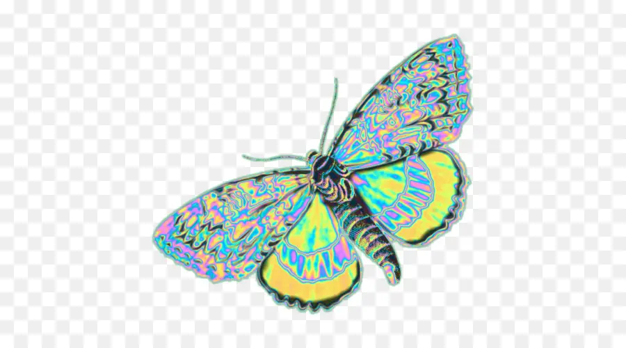 Mariposa Monarca，Polilla PNG