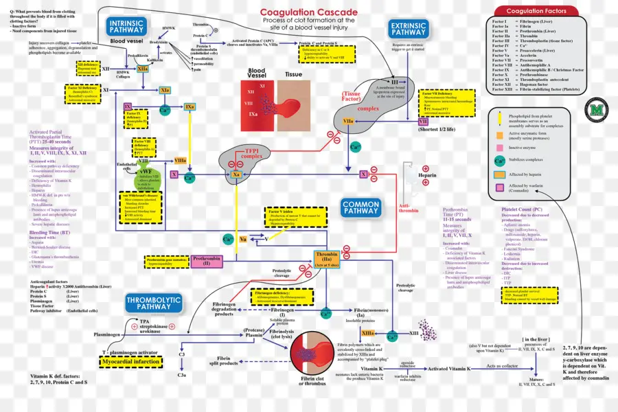 Cascada De Coagulación，Sangre PNG