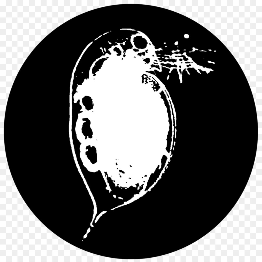 Daphnia Pulex，Daphnia Magna PNG