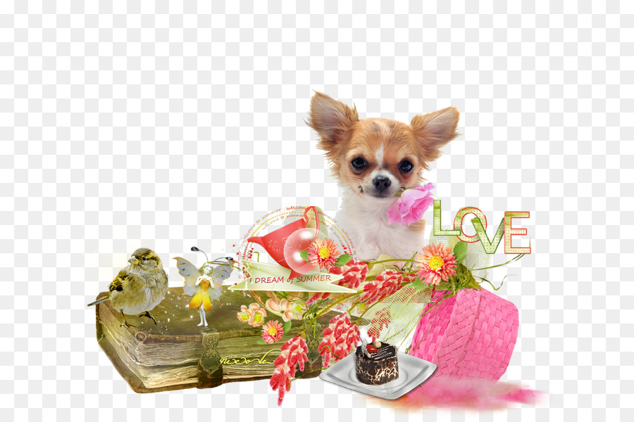 Chihuahua，Cachorro PNG