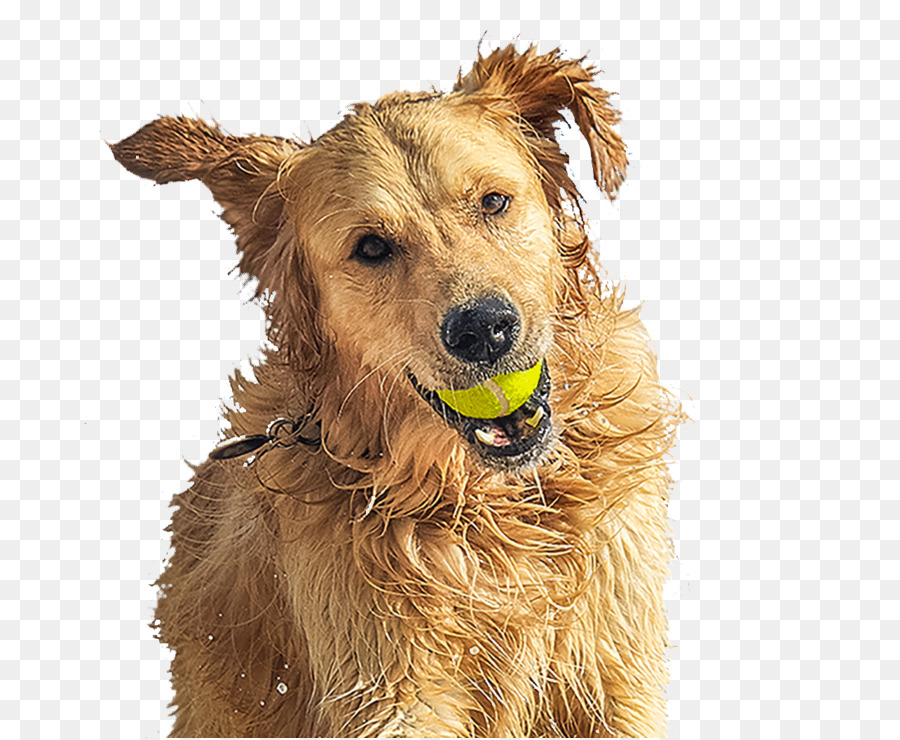 Golden Retriever，Terrier Irlandés PNG