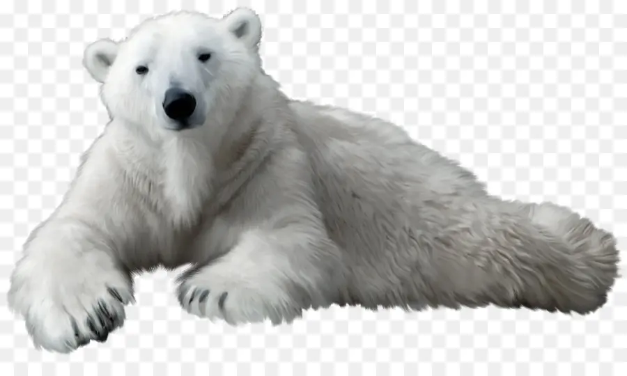 Oso Polar，Oso Negro Americano PNG