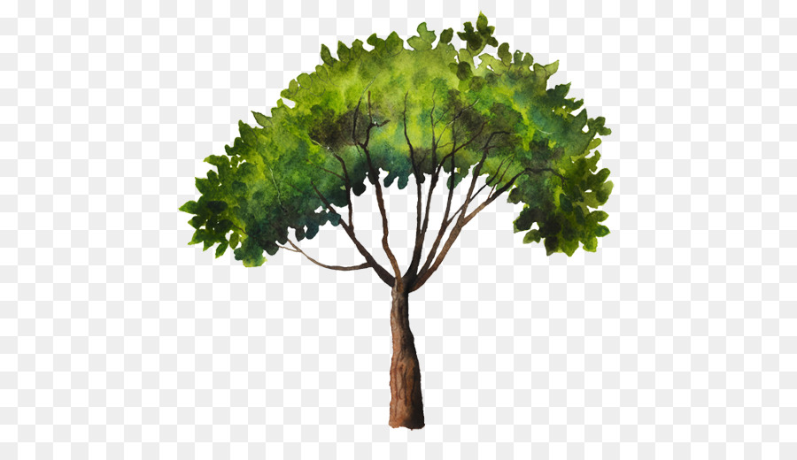 árbol Verde，Planta PNG