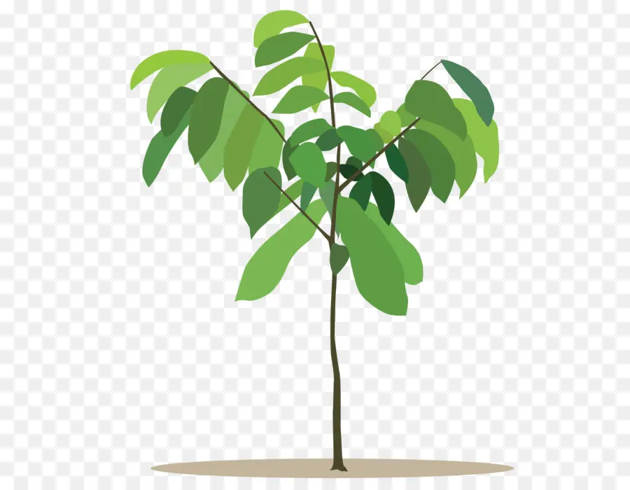 Dibujo，Plantas PNG