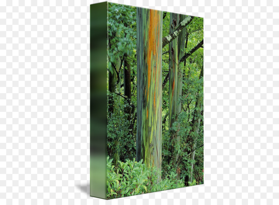 árboles Coloridos，Bosque PNG