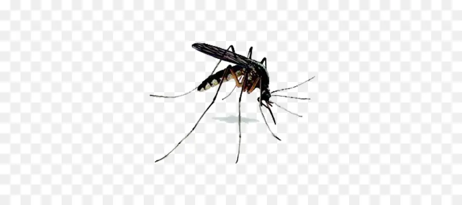 Mosquito，Insecto PNG