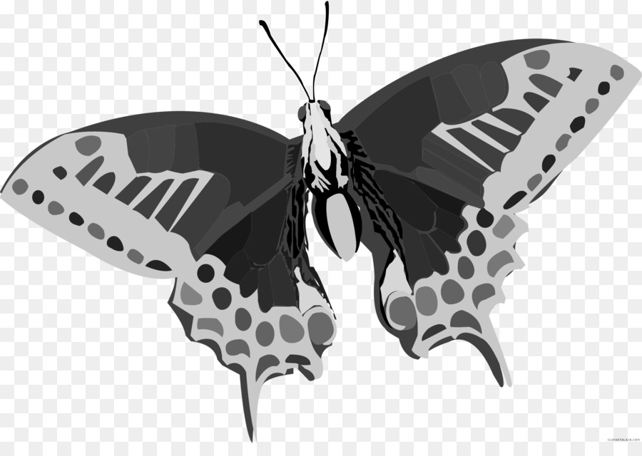 Mariposa，Color PNG