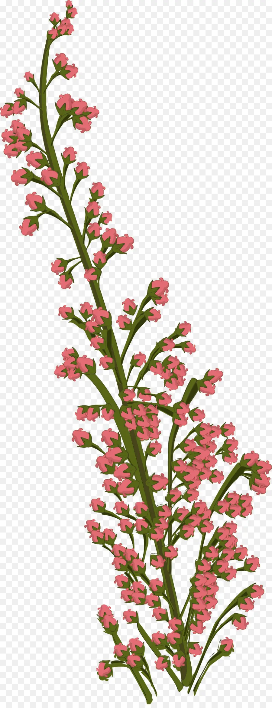 Dibujo，Flores Tropicales PNG