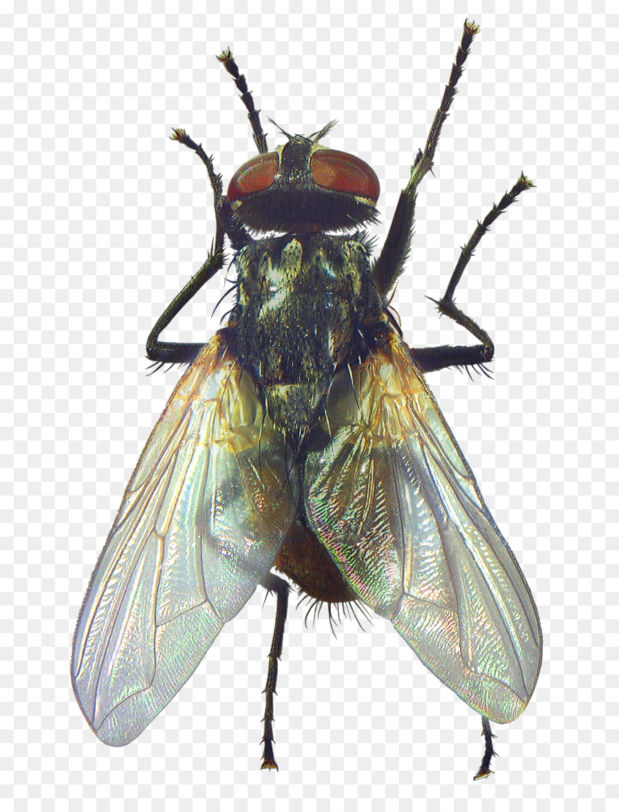 Insecto，Pájaro PNG