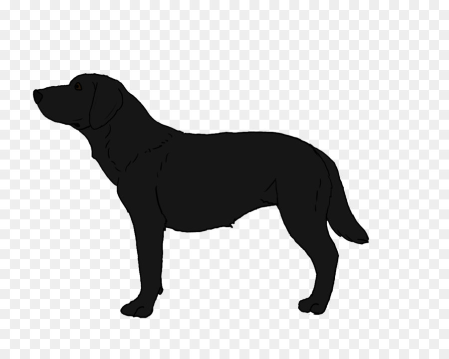 Labrador Retriever，Cachorro PNG