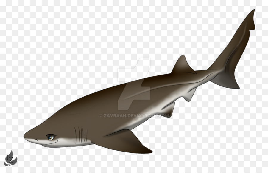 Tiburones Miserables，Tiburón De Sixgill De Ruido PNG