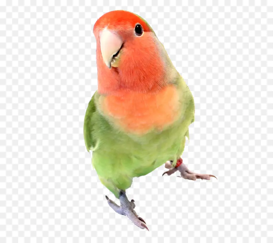Aves，Parakeet PNG