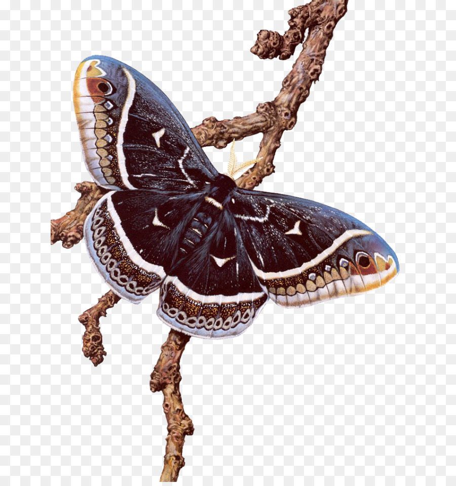 Insecto，Mariposas Y Polillas PNG