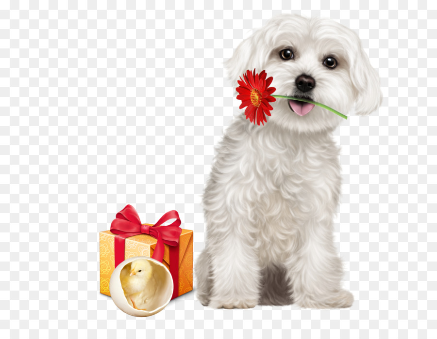 Perro Maltés，Cachorro PNG