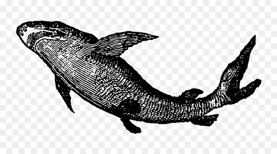Delfín，Tiburón PNG