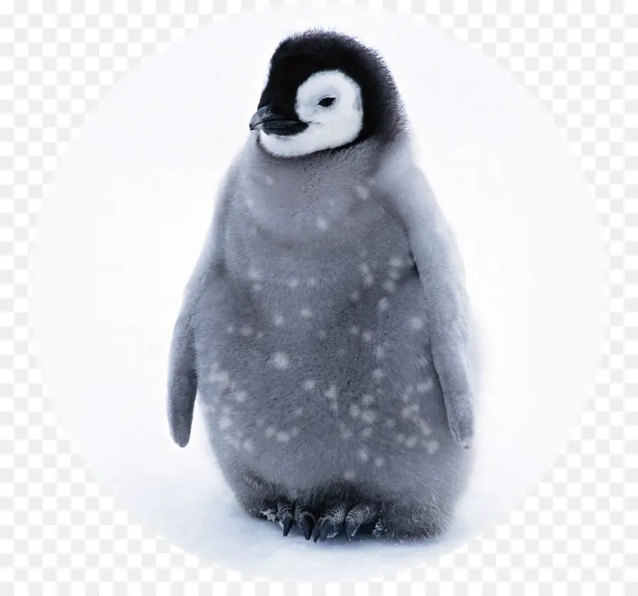 Pingüino，Pingüinos Para Bebés PNG