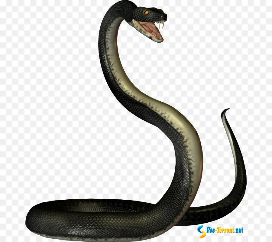 Serpiente，Reptil PNG