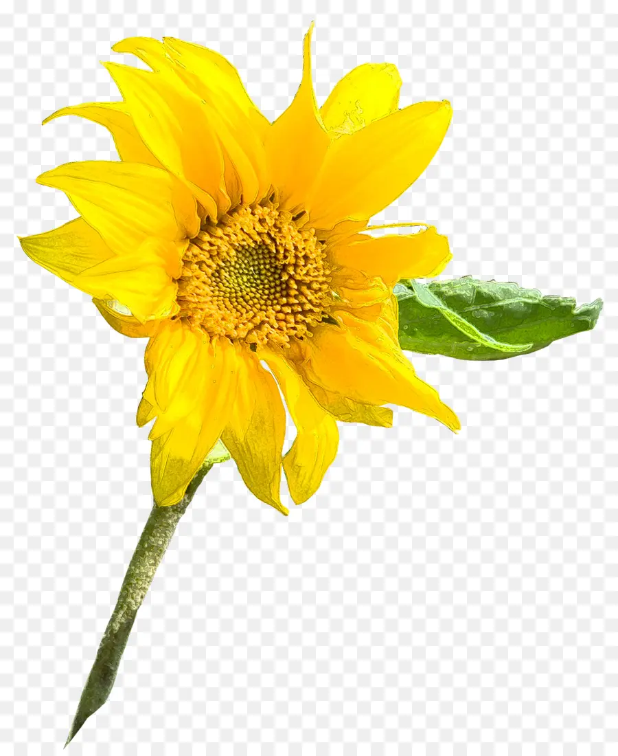 Semilla De Girasol，Planta Anual PNG