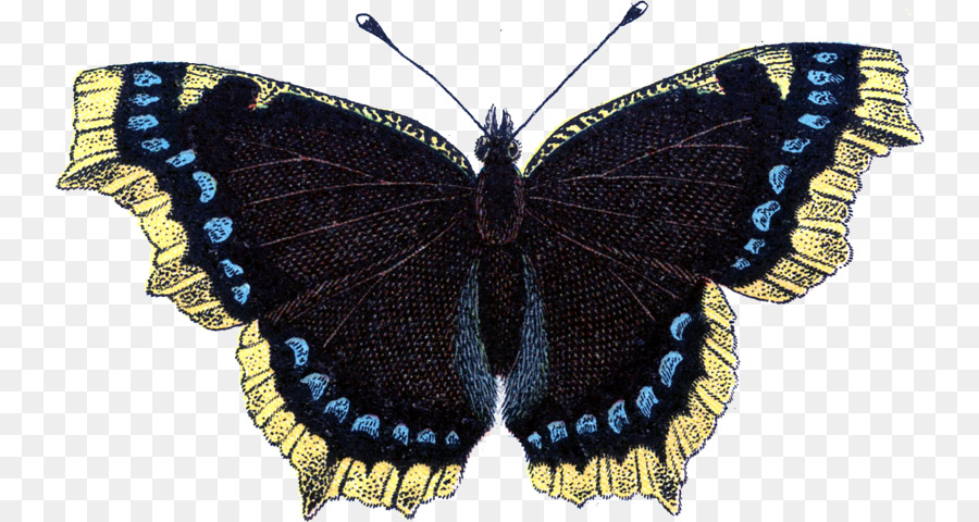 Mariposa，Insecto PNG