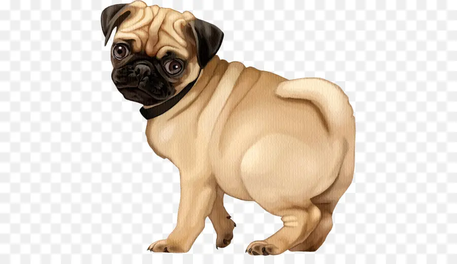 Doguillo，Cachorro PNG