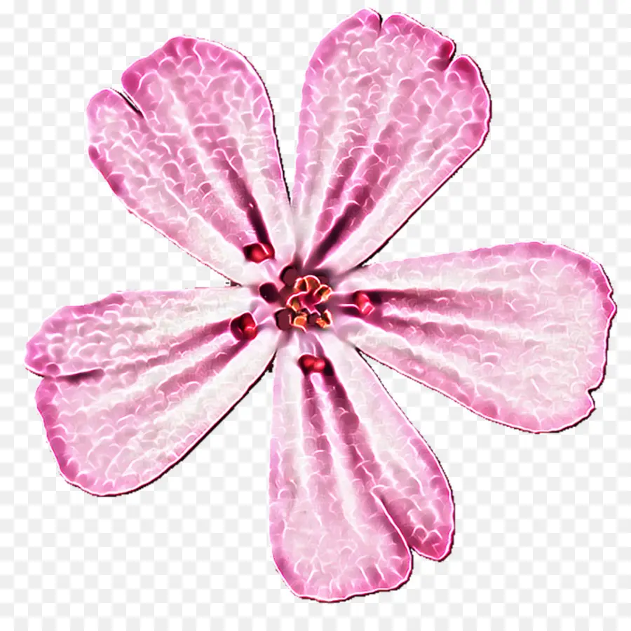 Pétalo，M Pink PNG