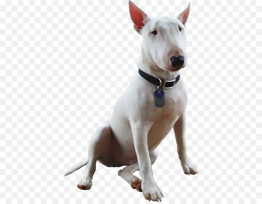 Bull Terrier，Terrier De Toro En Miniatura PNG