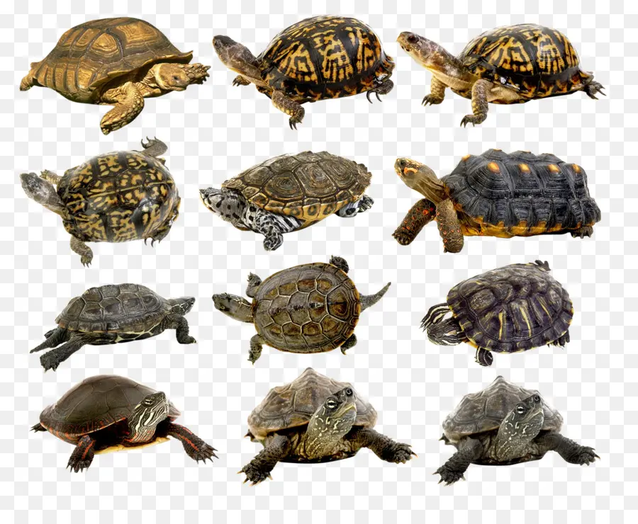 Tortugas，Reptiles PNG