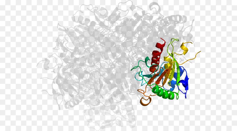 Estructura De La Proteína，Biología PNG