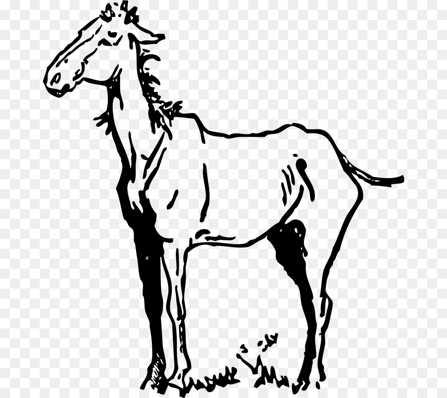 Cabeza De Caballo，Bosquejo PNG