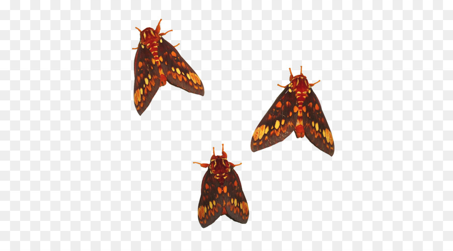 Mariposa Monarca，Mariposa PNG