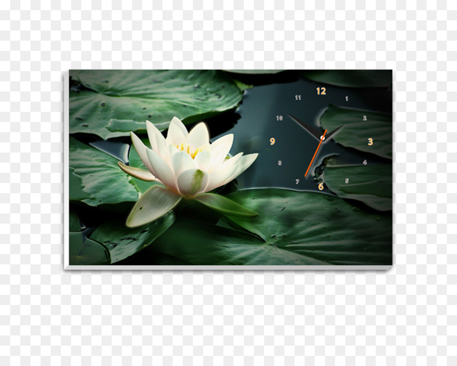 White Waterlily，Lirio PNG