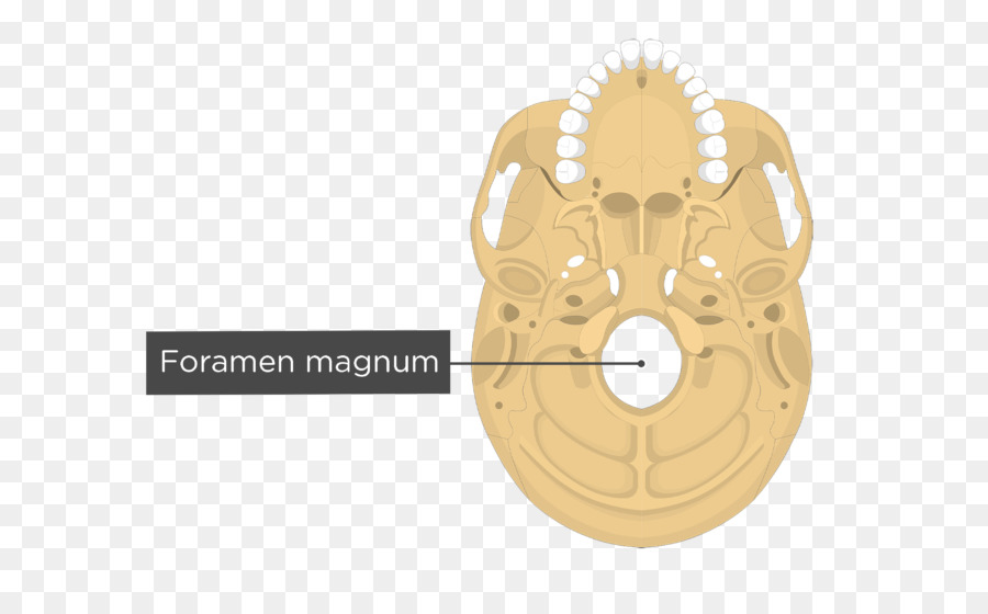 Hueso Occipital，Hueso Temporal PNG