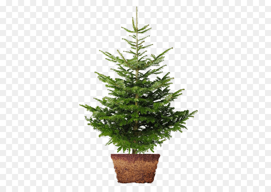 árbol De Navidad，Nordmann Fir PNG