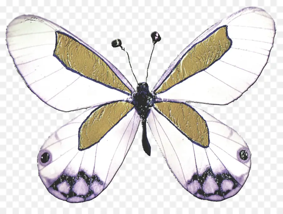 Mariposa，Dibujo PNG